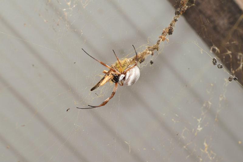 Nephila_edulis_D3697_Z_85_Hamelin pool_Australie.jpg